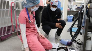 Internship student working alongside a vet tech caring for a dog patient