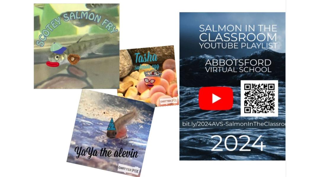 Salmon in the Classroom Media