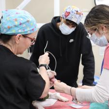 Internship student learning from two vet techs as they work on a dog